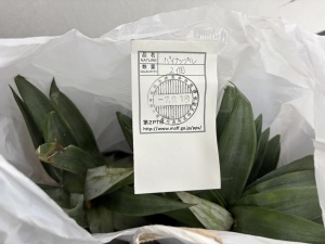 パイナップルの植物等検査合格証
