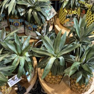 スーパーに陳列されているパイナップルの写真